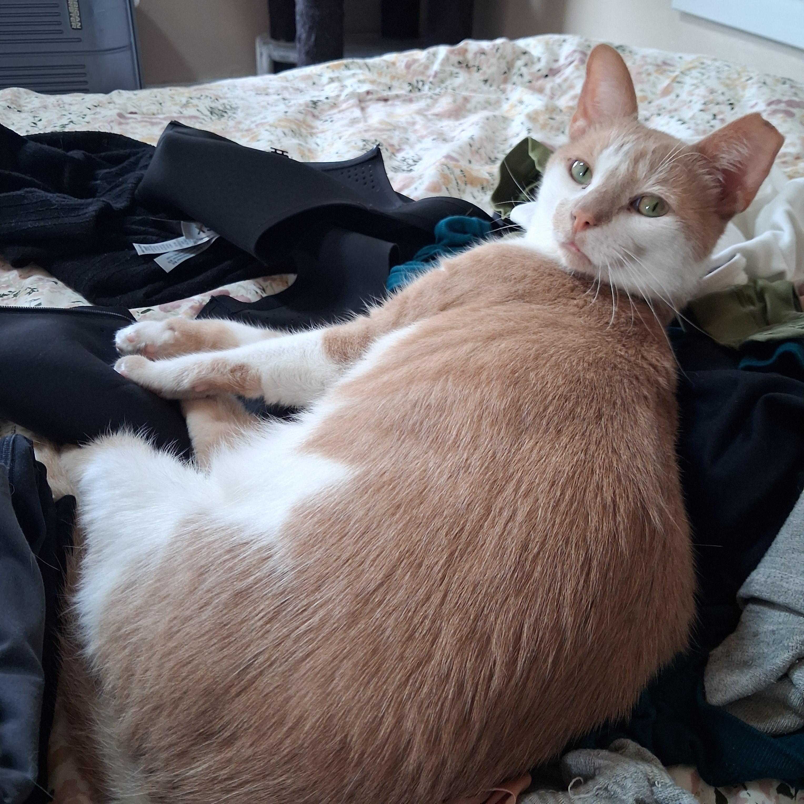 Enlarge Gus, a Adoptable Domestic Short Hair in Pittsburgh, PA image 6/6