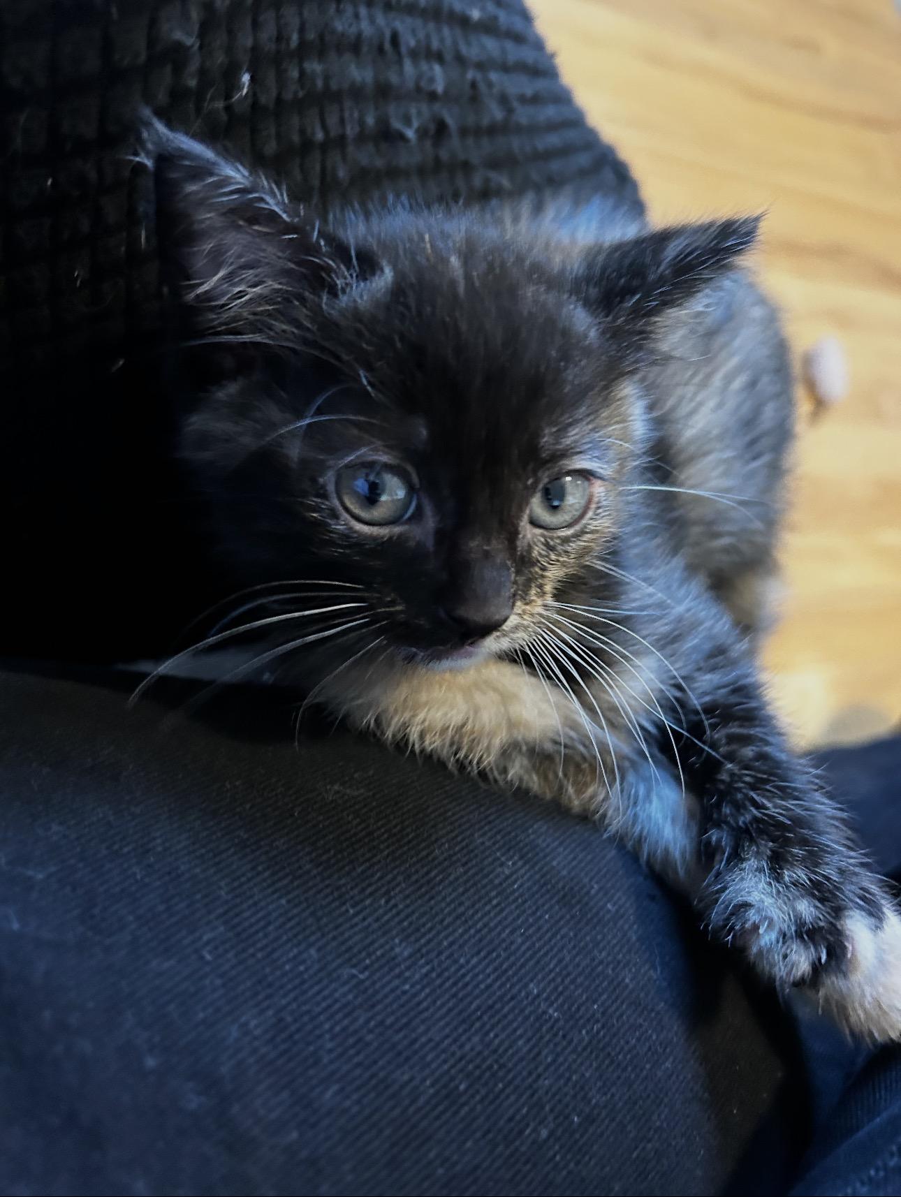 Enlarge Affogato & Spumoni, a Adoptable Domestic Short Hair in Thomaston, CT image 3/6