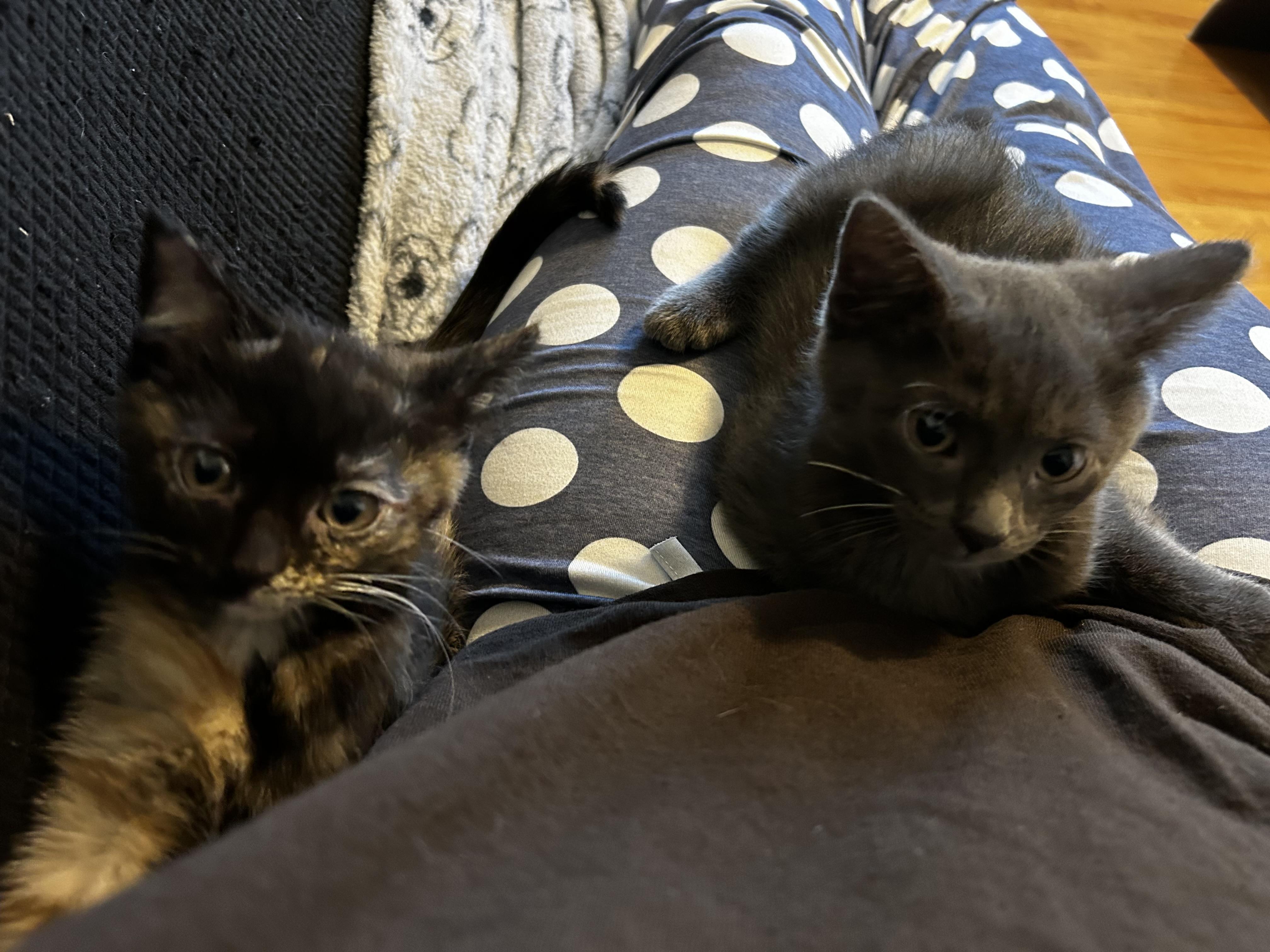 Affogato & Spumoni, Adoptable, Kitten Female Domestic Short Hair.