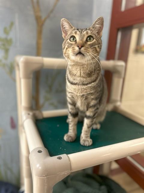 DONNY, Adoptable, Young Male Domestic Short Hair.