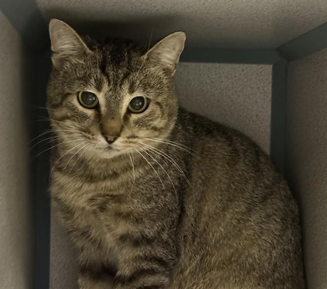 DONNY, Adoptable, Young Male Domestic Short Hair.