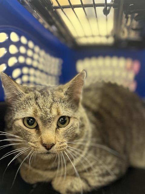 Enlarge DONNY, a Adoptable Domestic Short Hair in Aliquippa, PA image 1/1