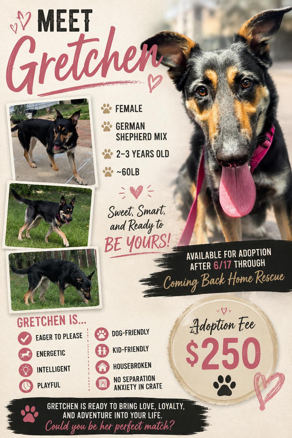 Gretchen, ADOPTABLE, Adult Female German Shepherd Dog.