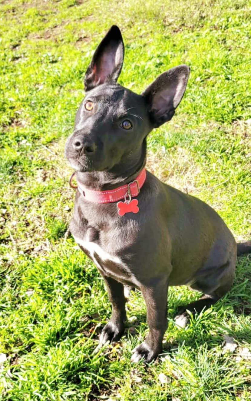 Enlarge Pearl!, an adopted mixed breed in Roseville, CA image 1/6