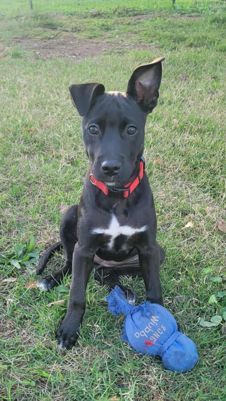 Pearl!, Adoptable, Puppy Female Belgian Shepherd / Malinois.