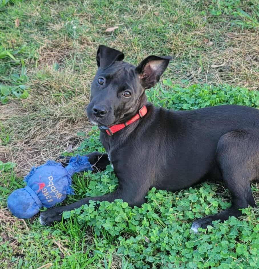 Enlarge Pearl!, a Adoptable mixed breed in Roseville, CA image 4/6