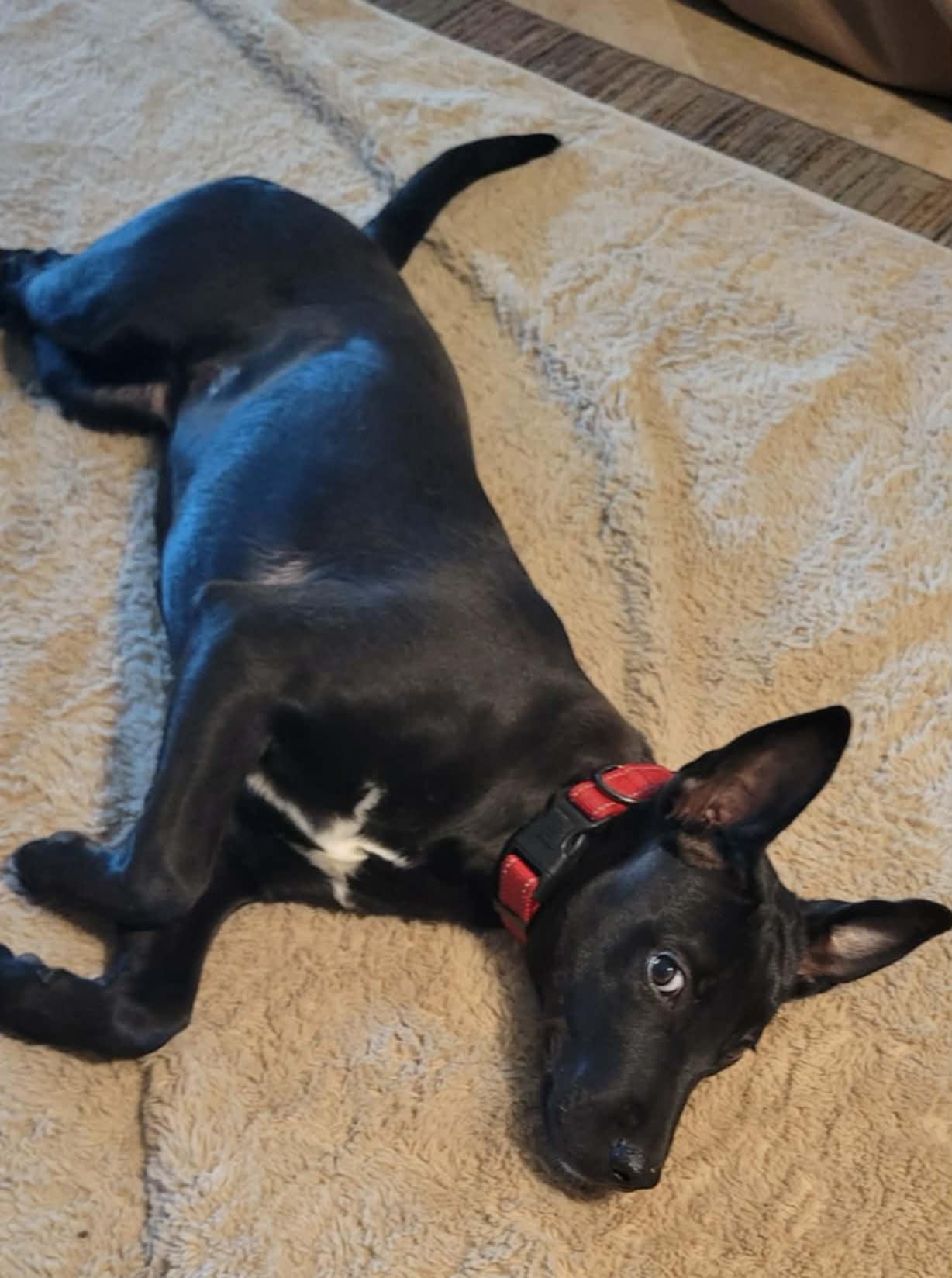 Enlarge Pearl!, an adopted mixed breed in Roseville, CA image 3/6