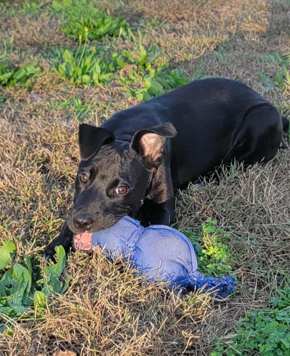 Enlarge Pearl!, a Adoptable mixed breed in Roseville, CA image 5/6