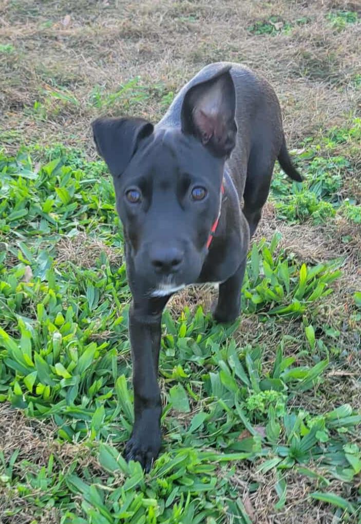 Enlarge Pearl!, a Adoptable mixed breed in Roseville, CA image 3/6