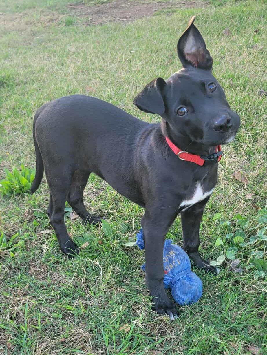 Enlarge Pearl!, a Adoptable mixed breed in Roseville, CA image 2/6