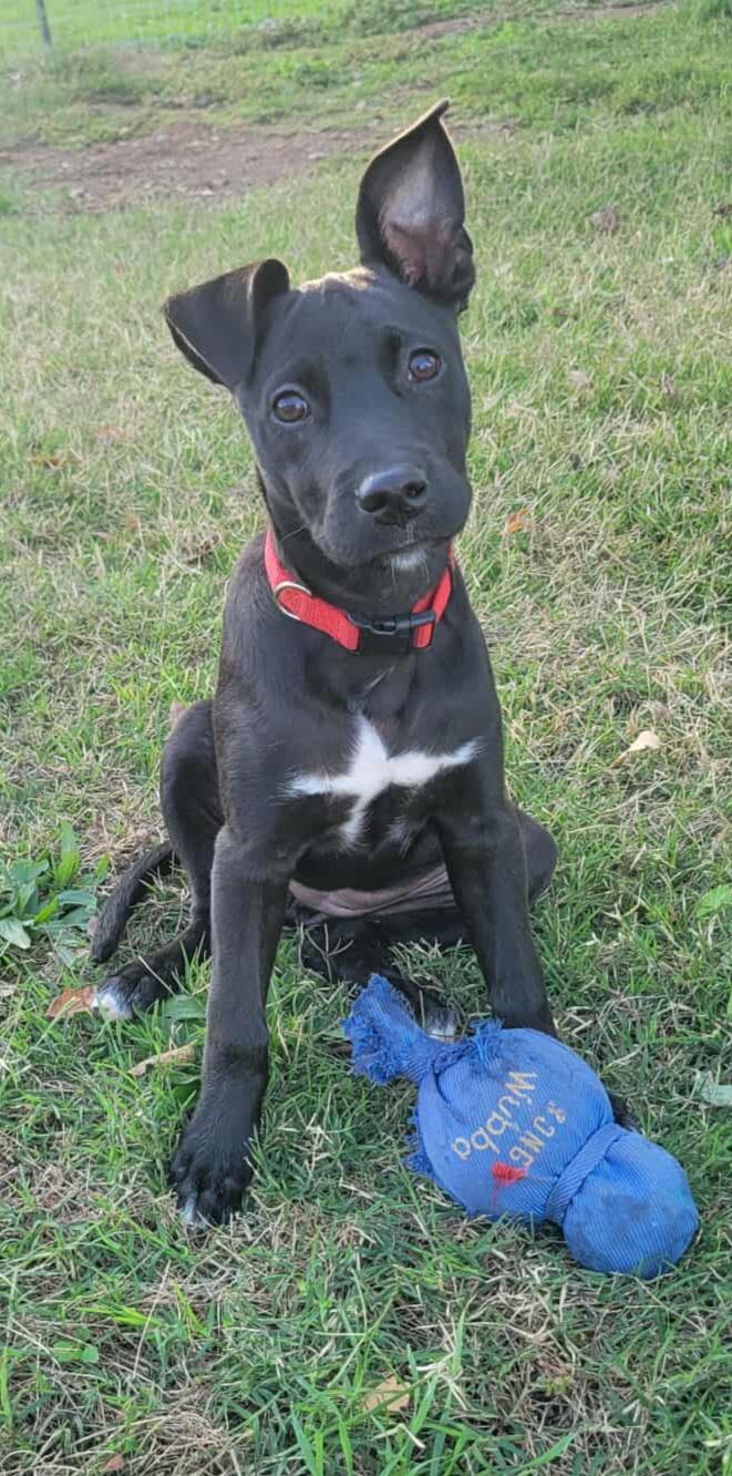 Enlarge Pearl!, a Adoptable mixed breed in Roseville, CA image 6/6