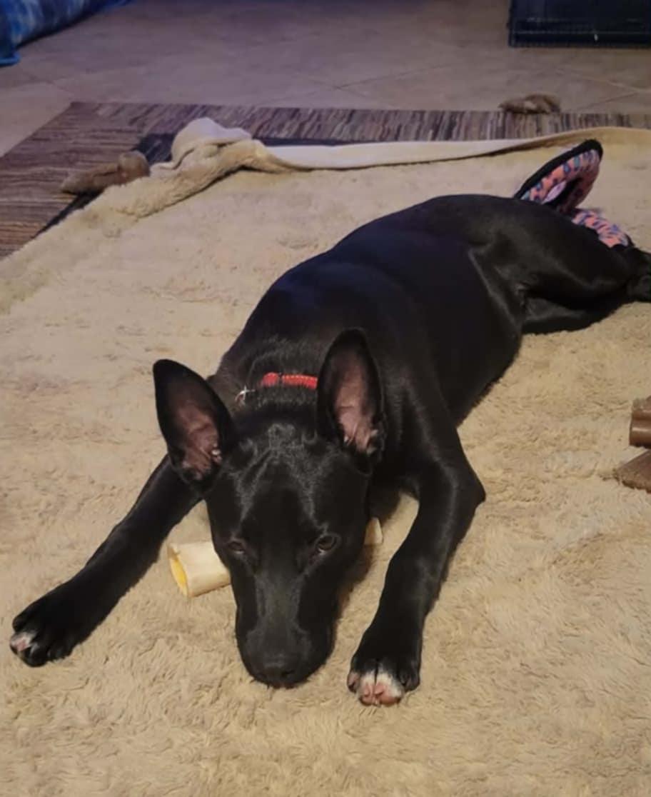 Enlarge Pearl!, an adopted mixed breed in Roseville, CA image 5/6