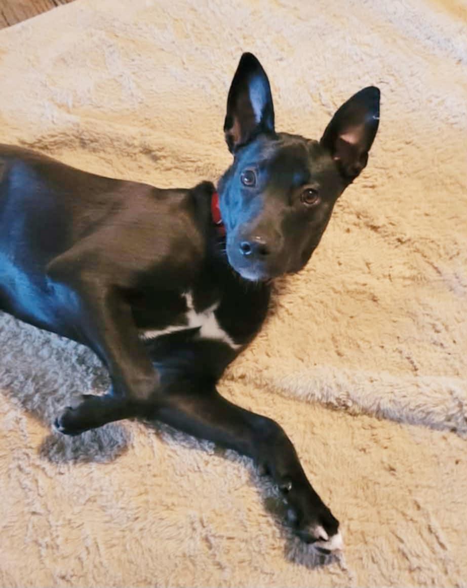 Enlarge Pearl!, an adopted mixed breed in Roseville, CA image 2/6