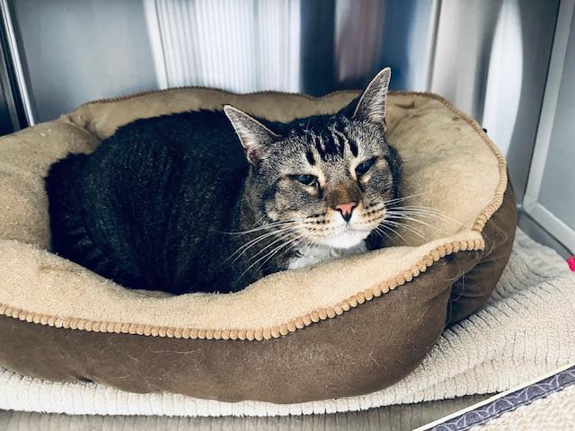 Socks, Adopted, Senior Male Tabby.