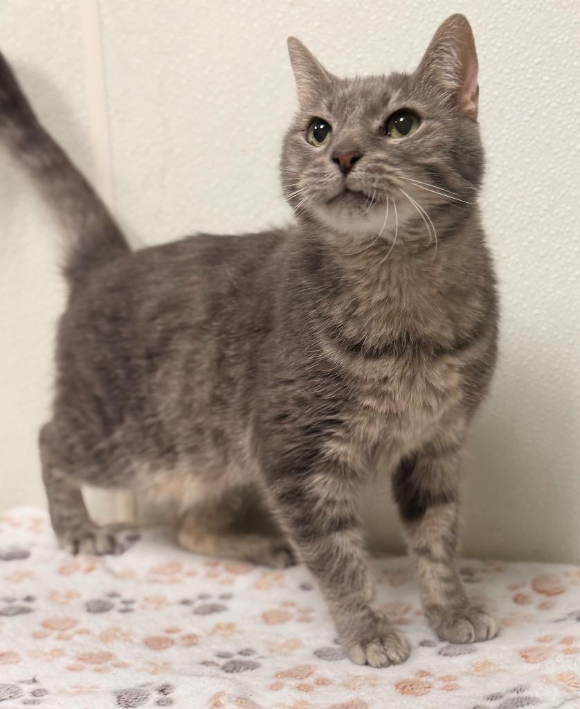 Blink, Adoptable, Senior Male Domestic Short Hair.