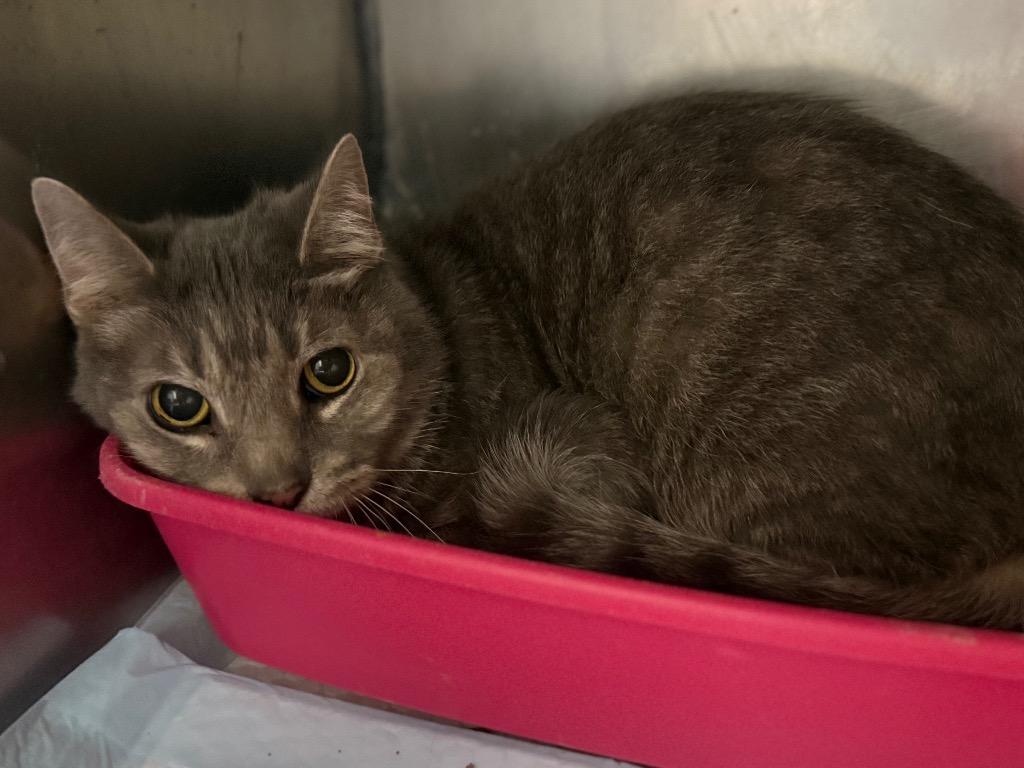 Blink, Adoptable, Senior Male Domestic Short Hair.