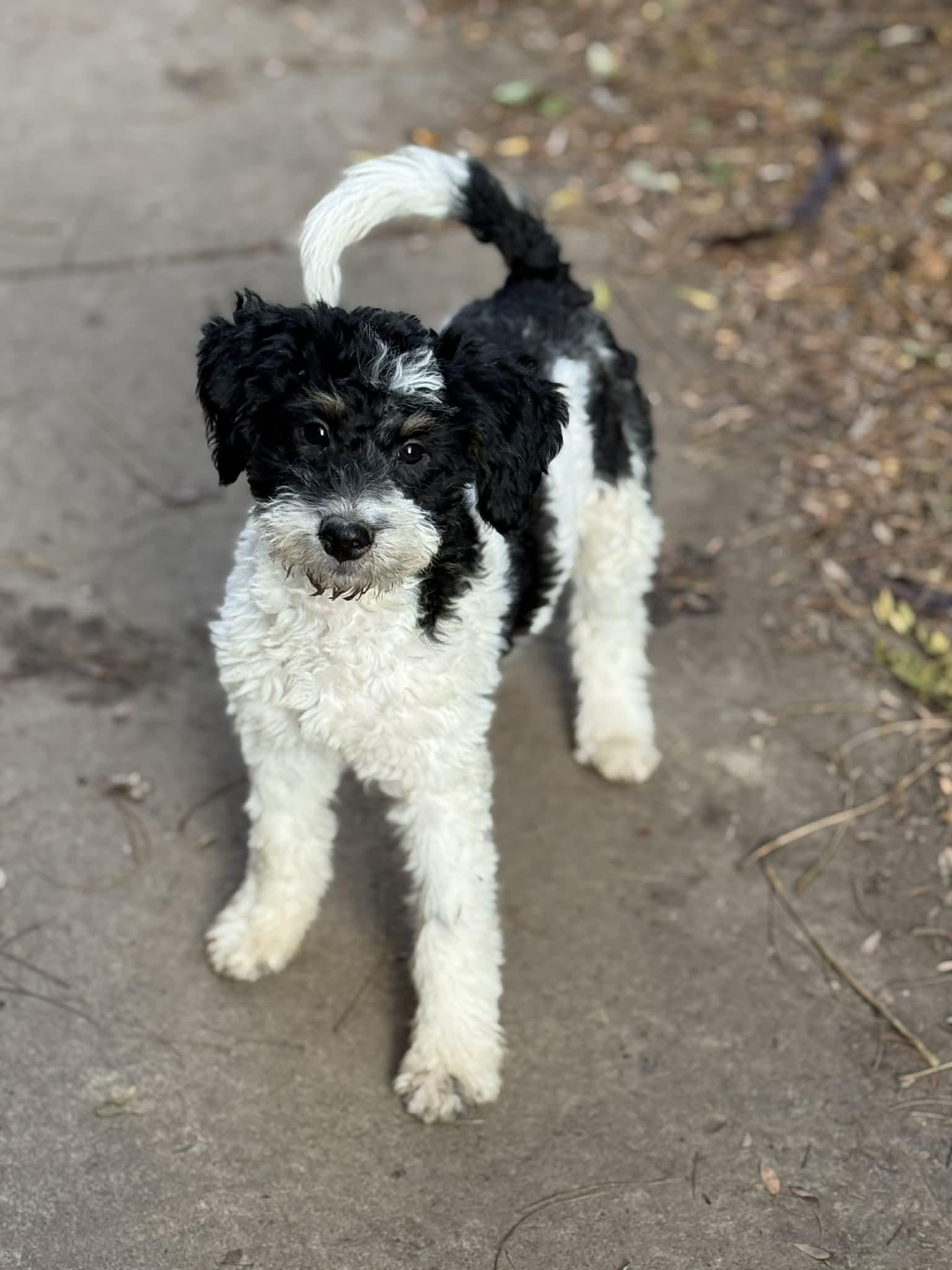 Enlarge Zelda, a Adopted mixed breed in Buffalo, NY image 1/3