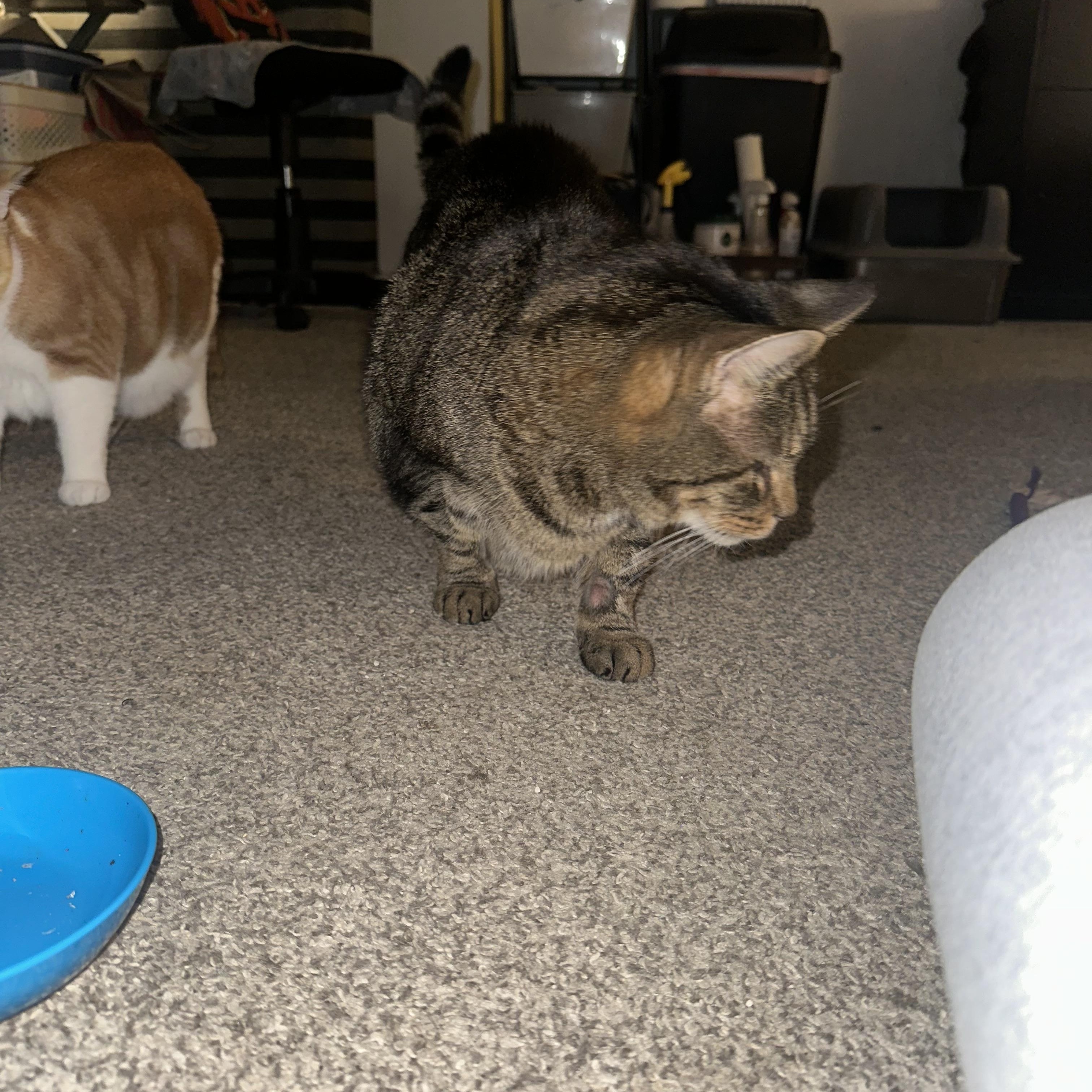 Enlarge Roy, a Adoptable Domestic Short Hair in Verona, PA image 3/3