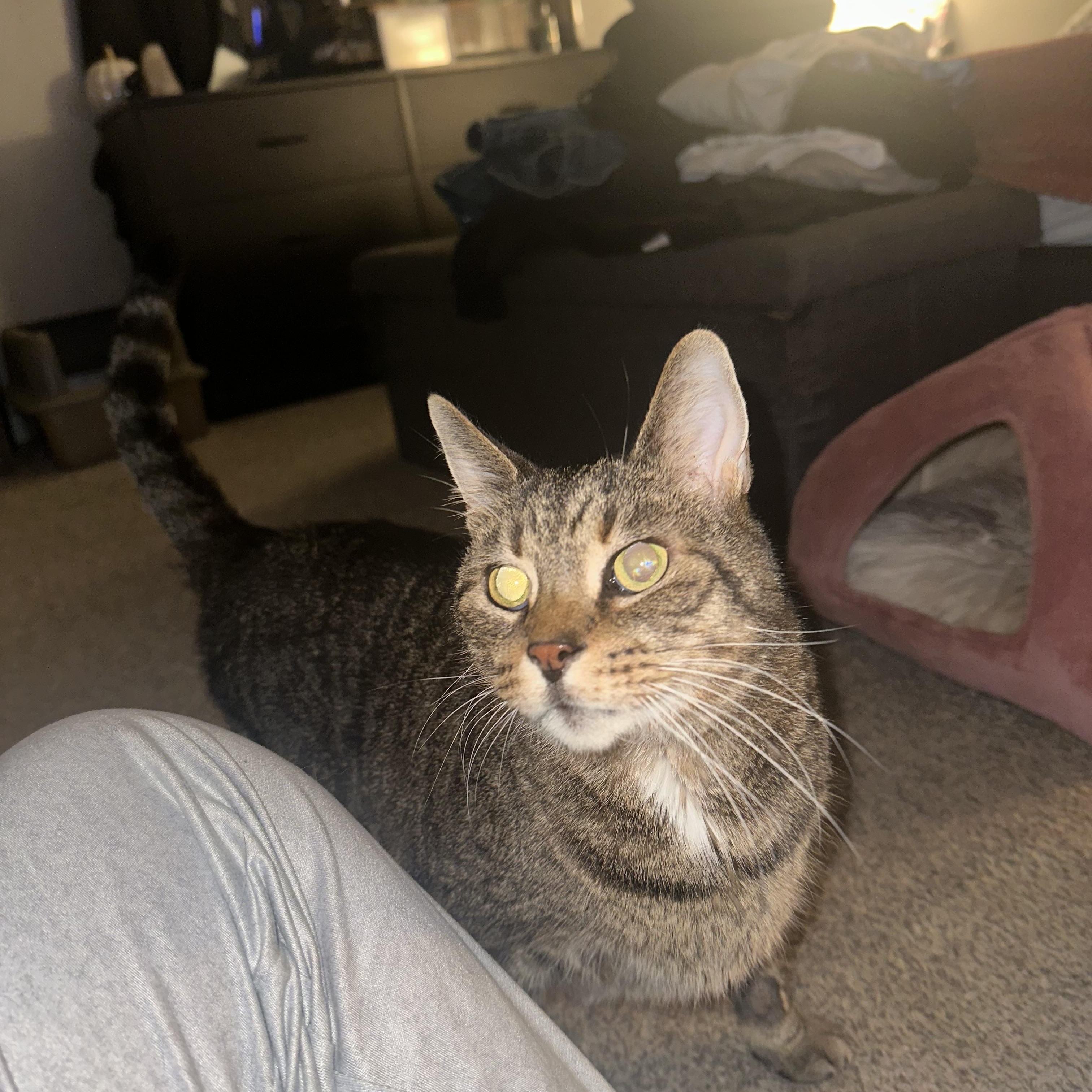 Roy, Adoptable, Senior Male Domestic Short Hair.