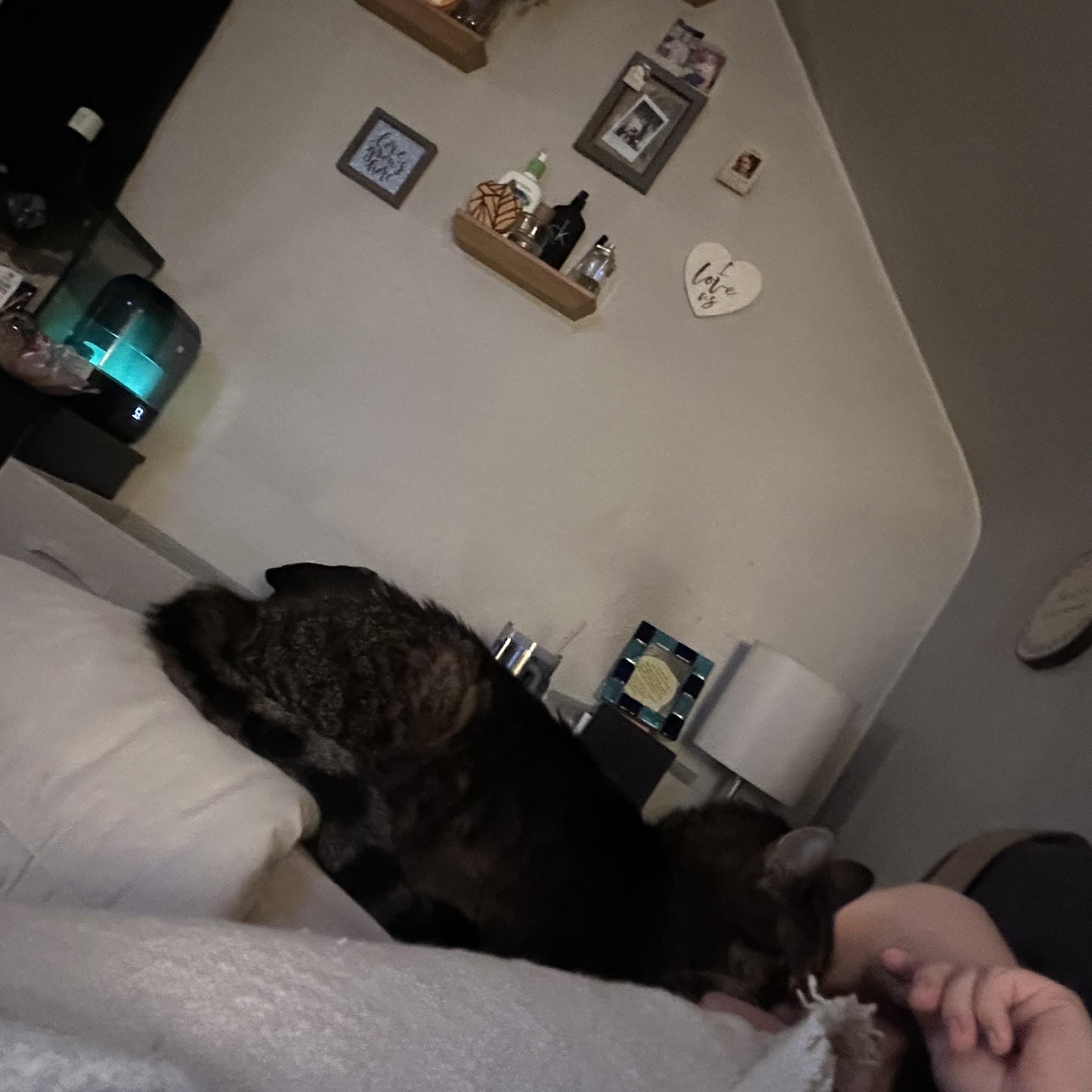 Enlarge Roy, a Adoptable Domestic Short Hair in Verona, PA image 2/3