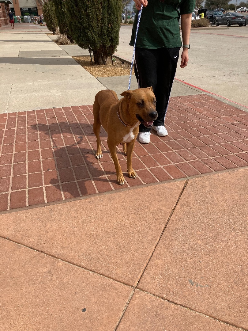 Angel, a Adoptable mixed breed in Plano, TX image 1/6