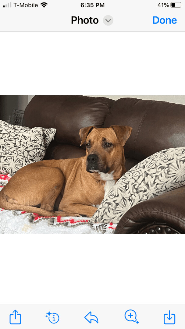 Angel, a Adoptable mixed breed in Plano, TX image 2/6