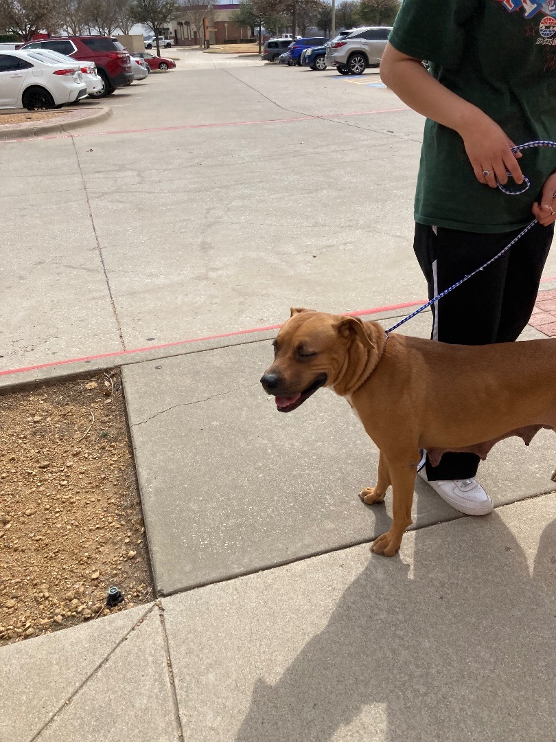 Angel, a Adoptable mixed breed in Plano, TX image 3/6