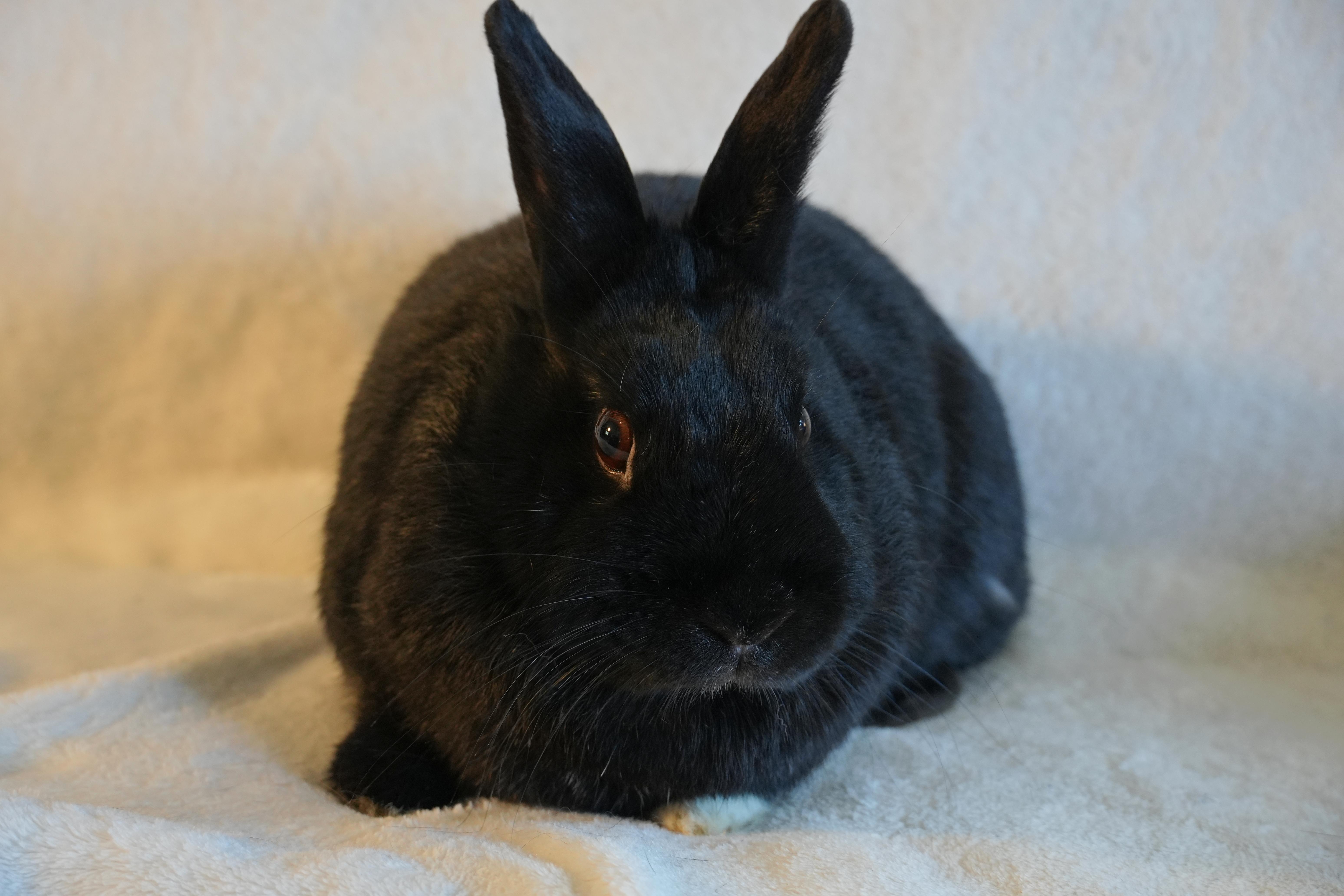 Molly, ADOPTABLE, Adult Female Dutch.