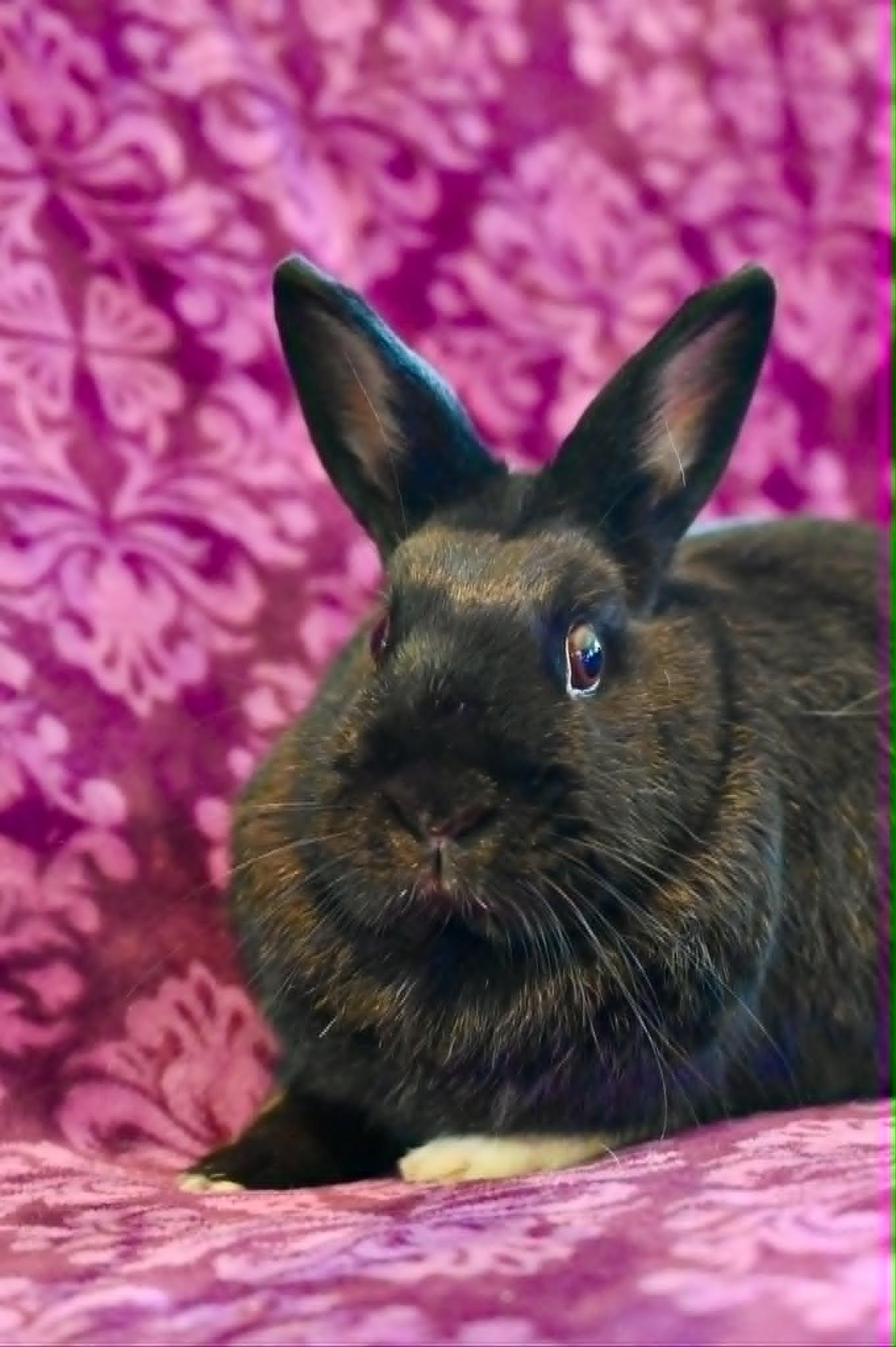 Molly, adopted, Adult Female Satin.