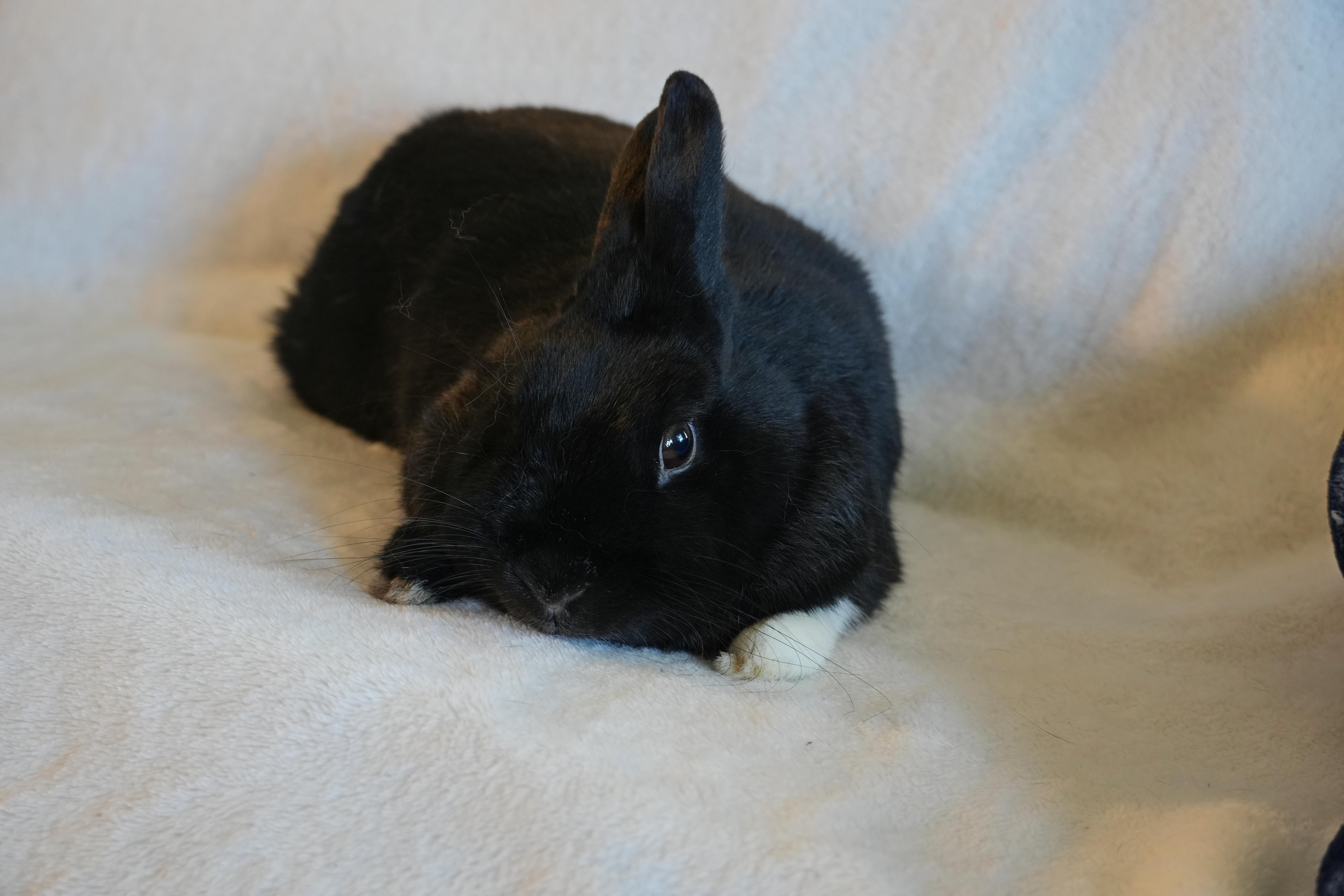 Enlarge Molly, a ADOPTABLE mixed breed in Garland, TX image 3/4