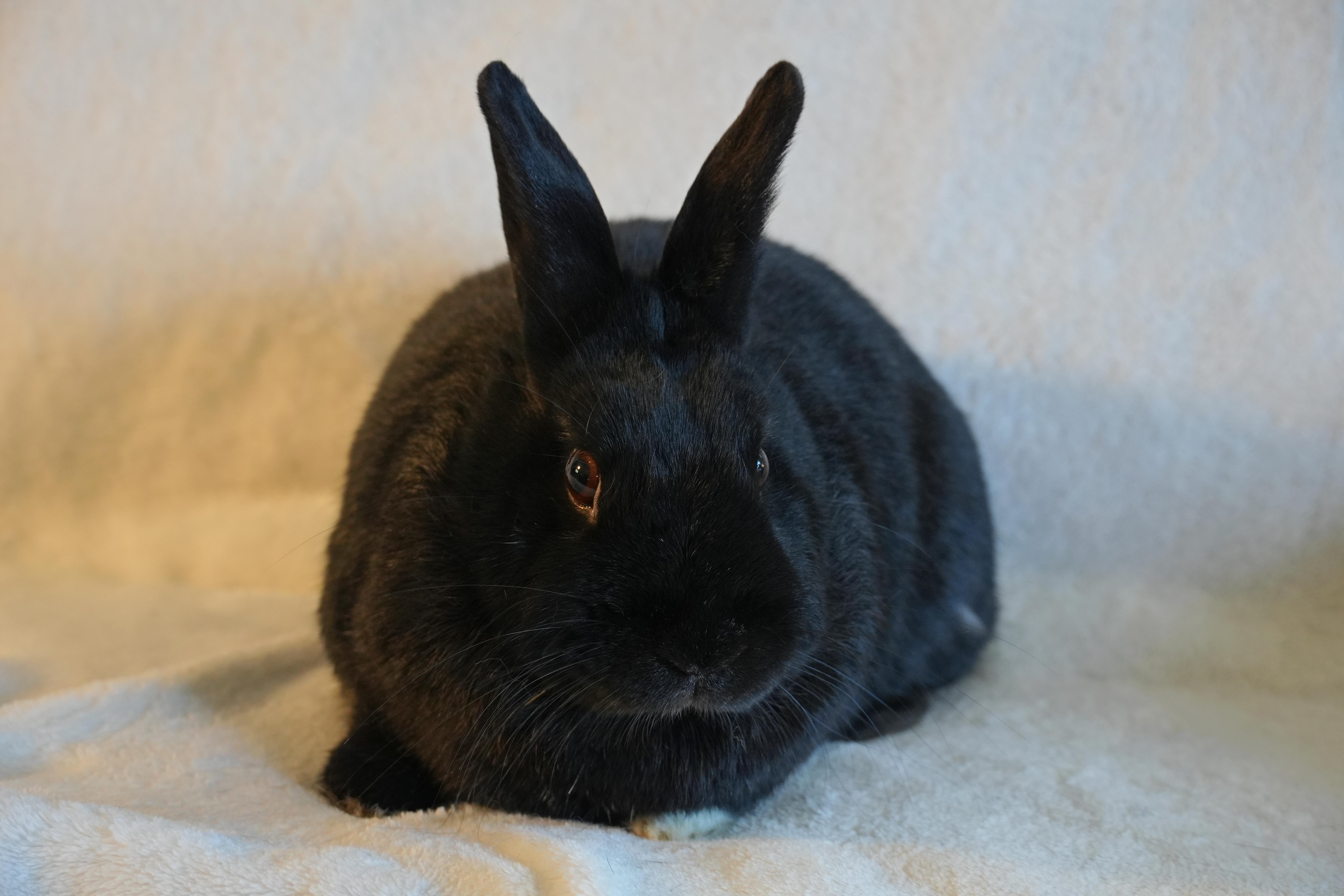 Enlarge Molly, a ADOPTABLE mixed breed in Garland, TX image 2/4