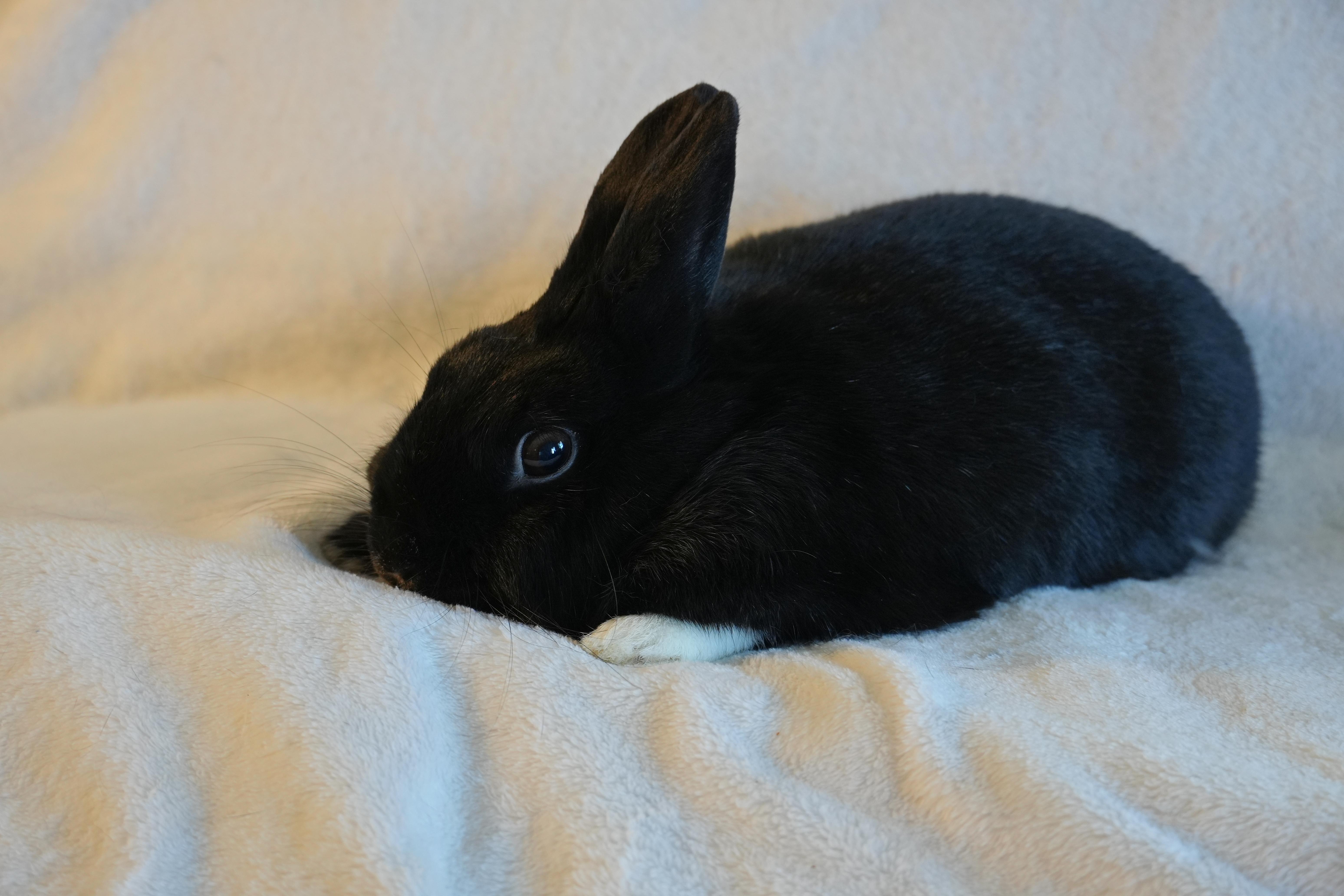 Enlarge Molly, a ADOPTABLE mixed breed in Garland, TX image 4/4