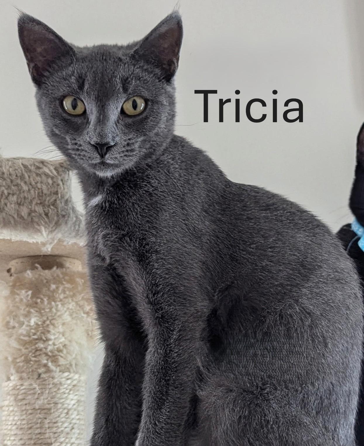 Tricia, Adoptable, Adult Female American Shorthair.
