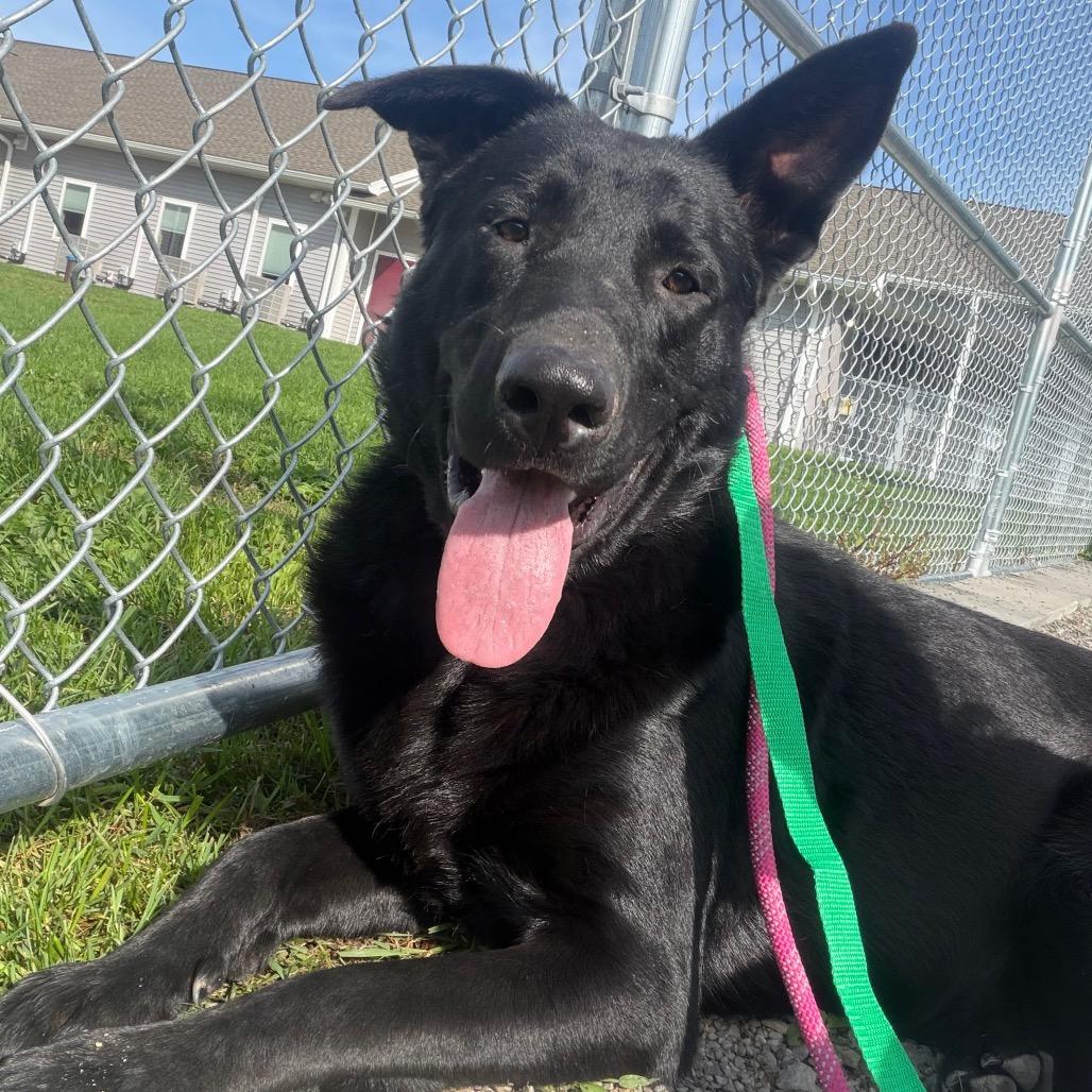 Ghost, Adoptable, Young Male Black Labrador Retriever & Mixed Breed.