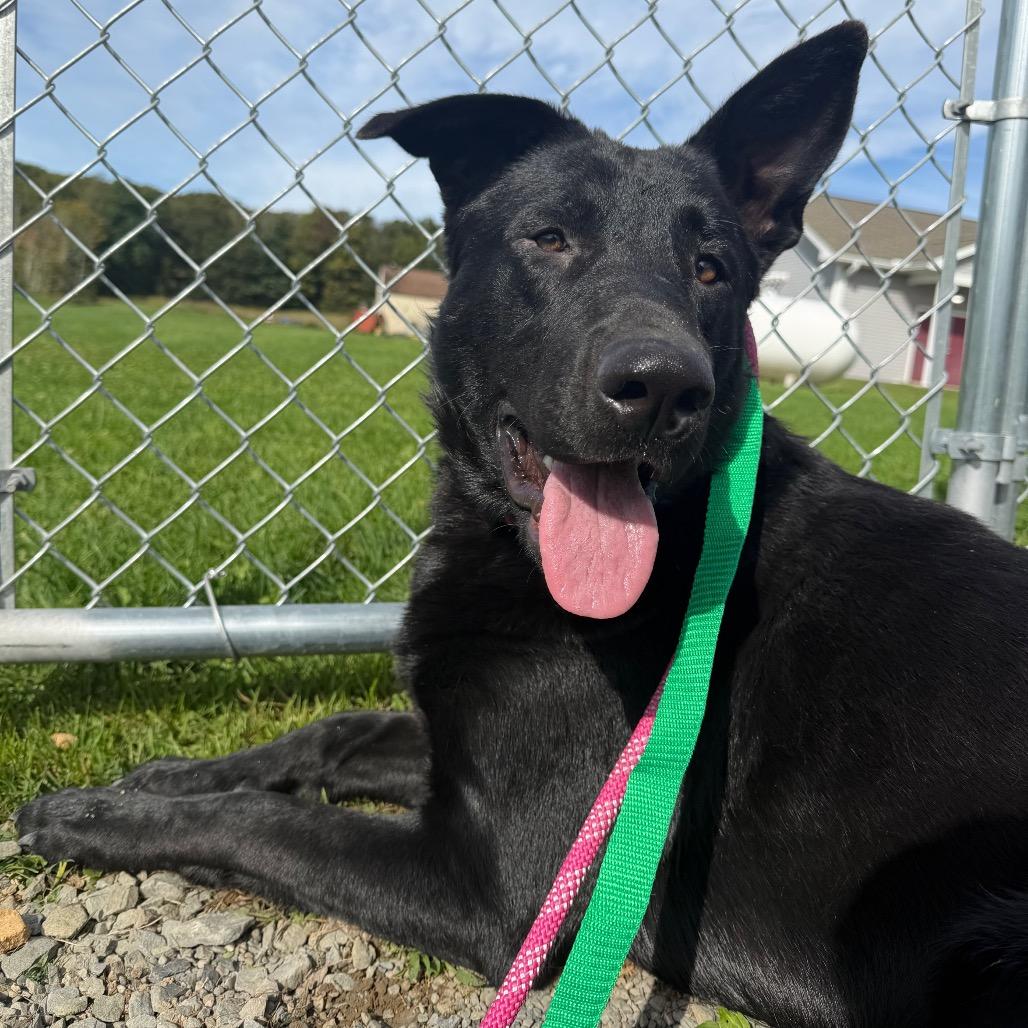 Enlarge Ghost, a Adoptable mixed breed in East Smithfield , PA image 2/6