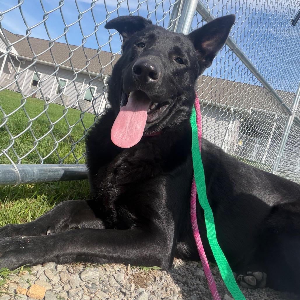 Enlarge Ghost, a Adoptable mixed breed in East Smithfield , PA image 3/6