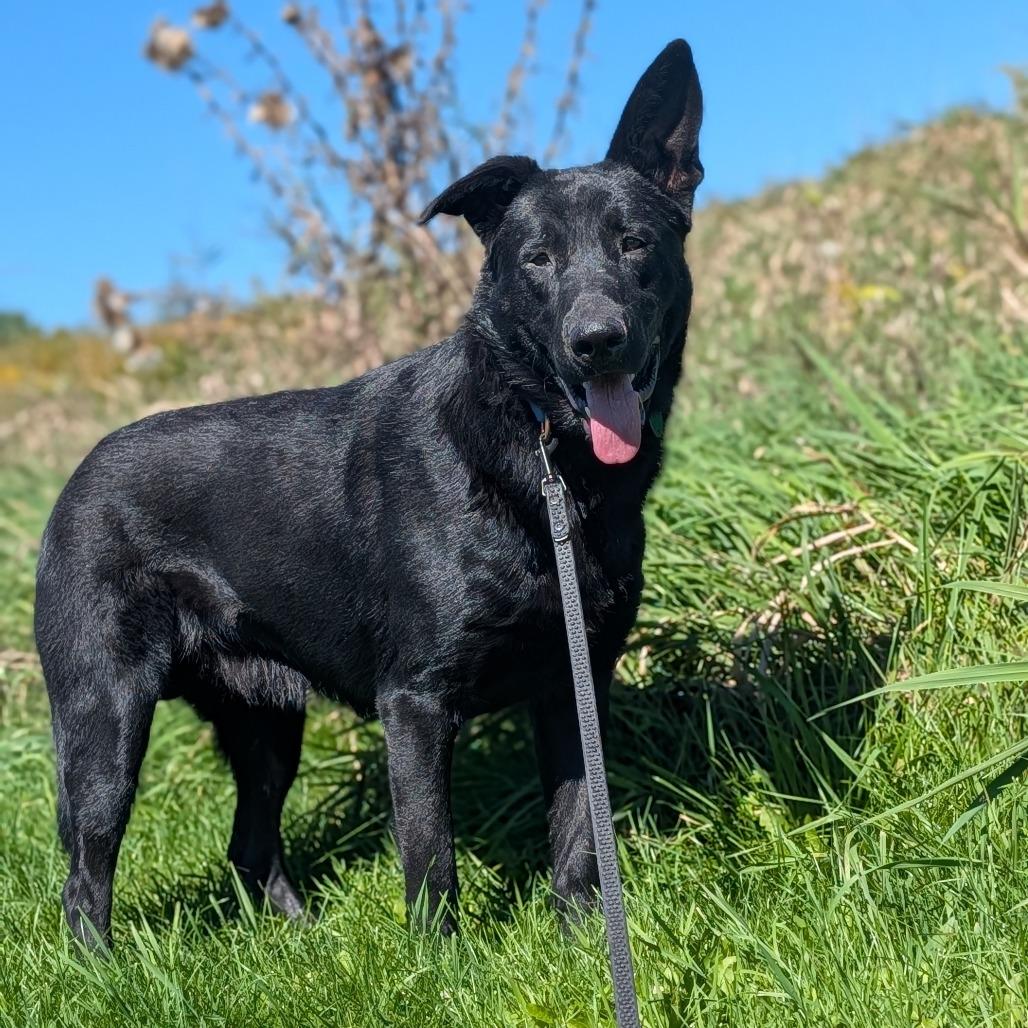 Enlarge Ghost, a Adoptable mixed breed in East Smithfield , PA image 4/6