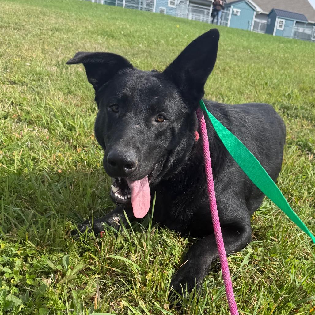 Enlarge Ghost, a Adoptable mixed breed in East Smithfield , PA image 5/6