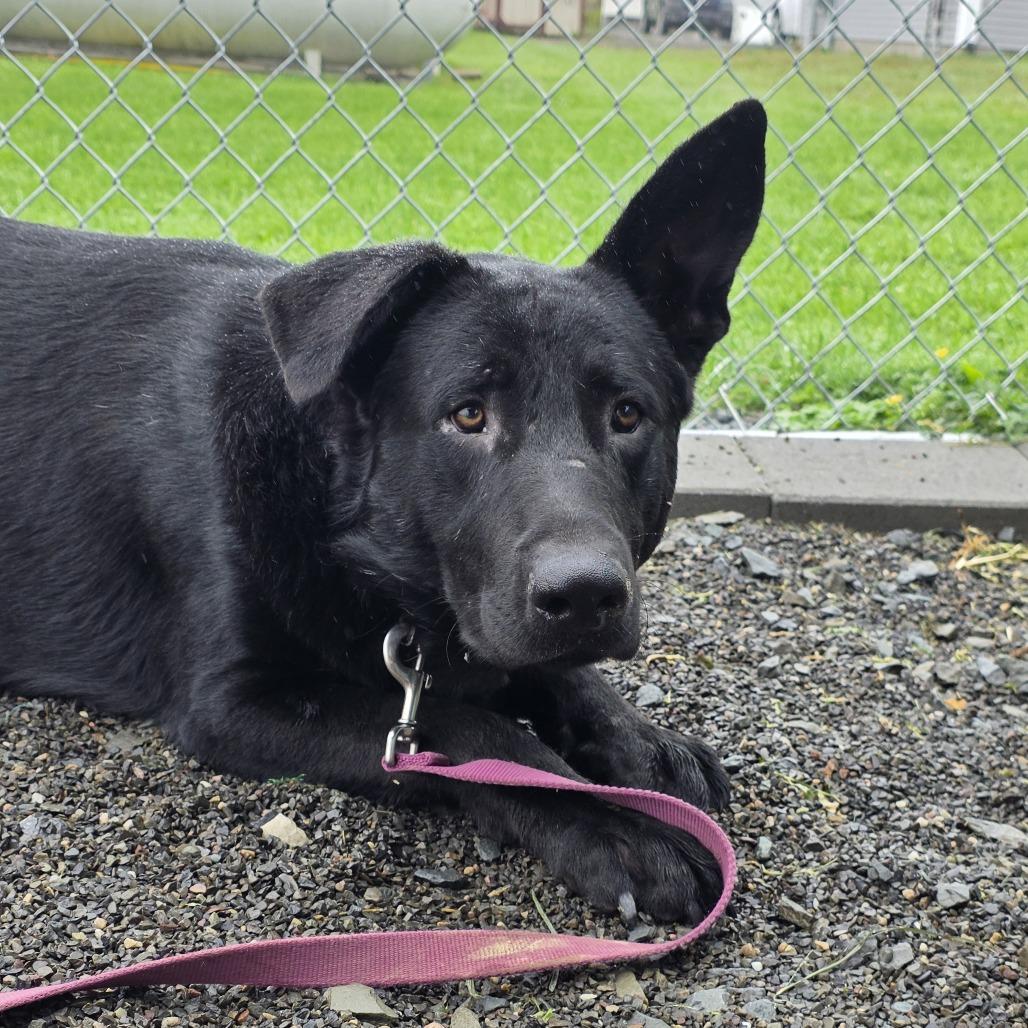 Enlarge Ghost, a Adoptable mixed breed in East Smithfield , PA image 6/6