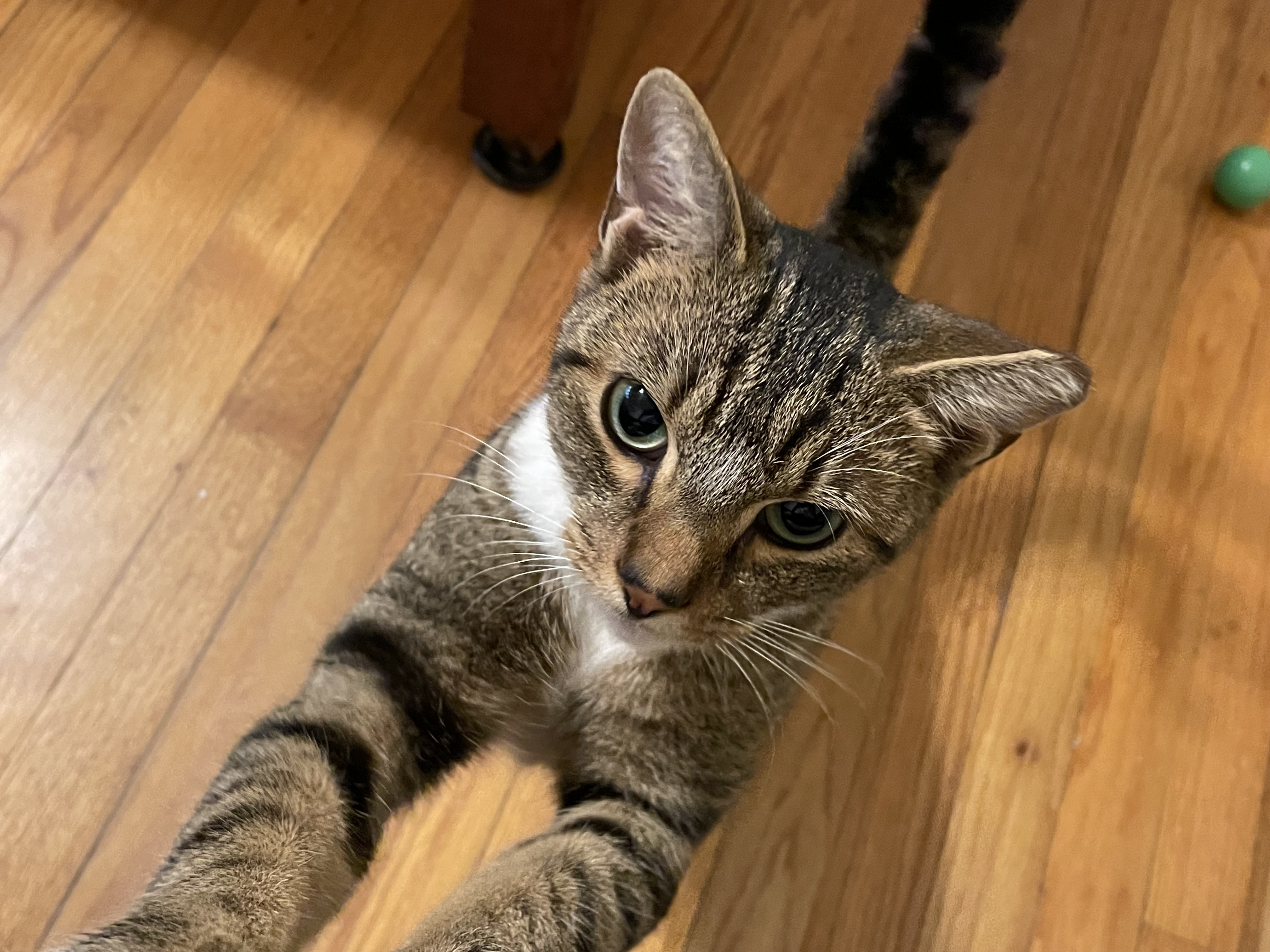 Enlarge Trixie, a Adopted Domestic Short Hair in Charlotte, NC image 3/3