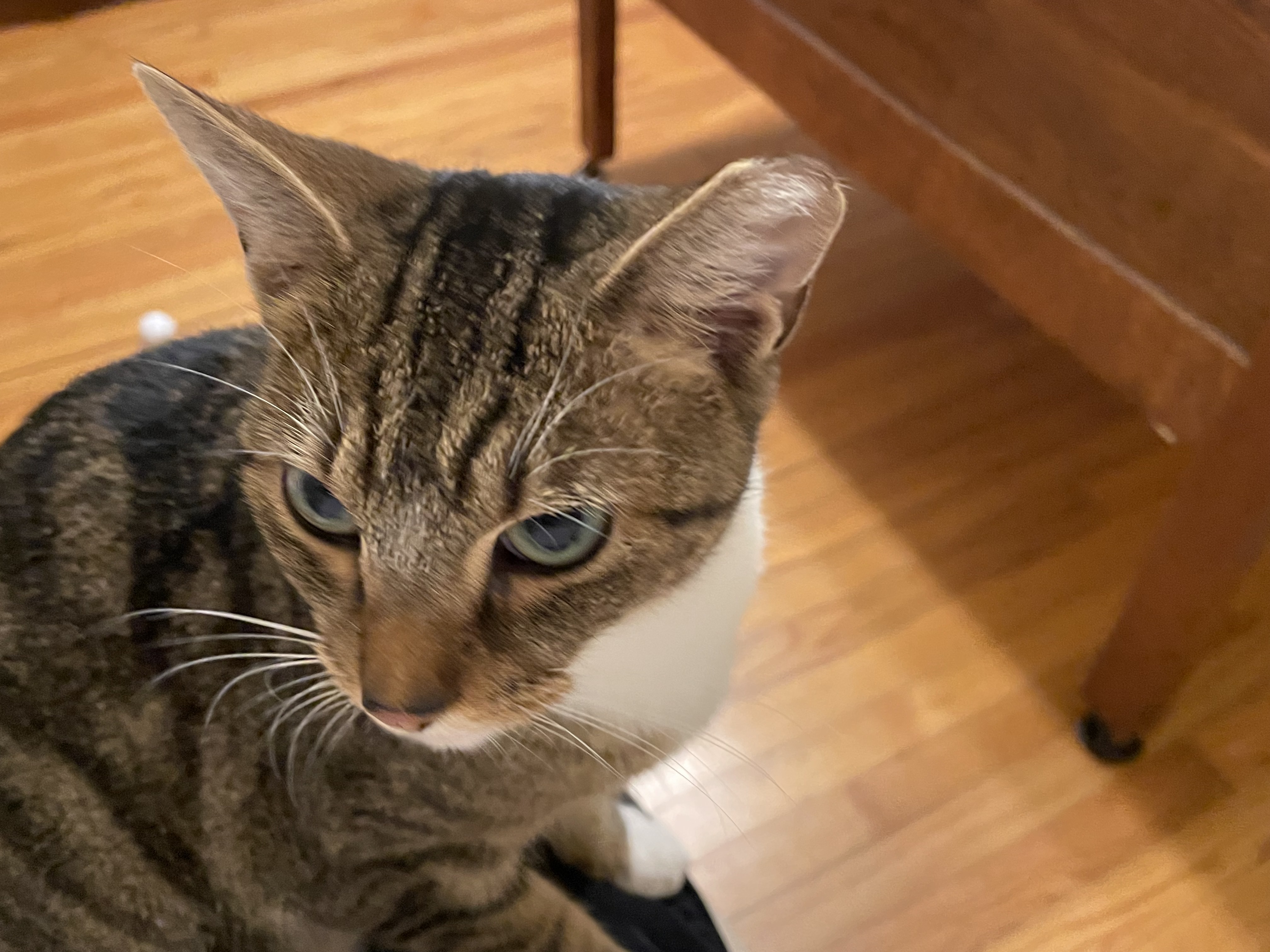 Trixie, Adopted, Young Female Domestic Short Hair.