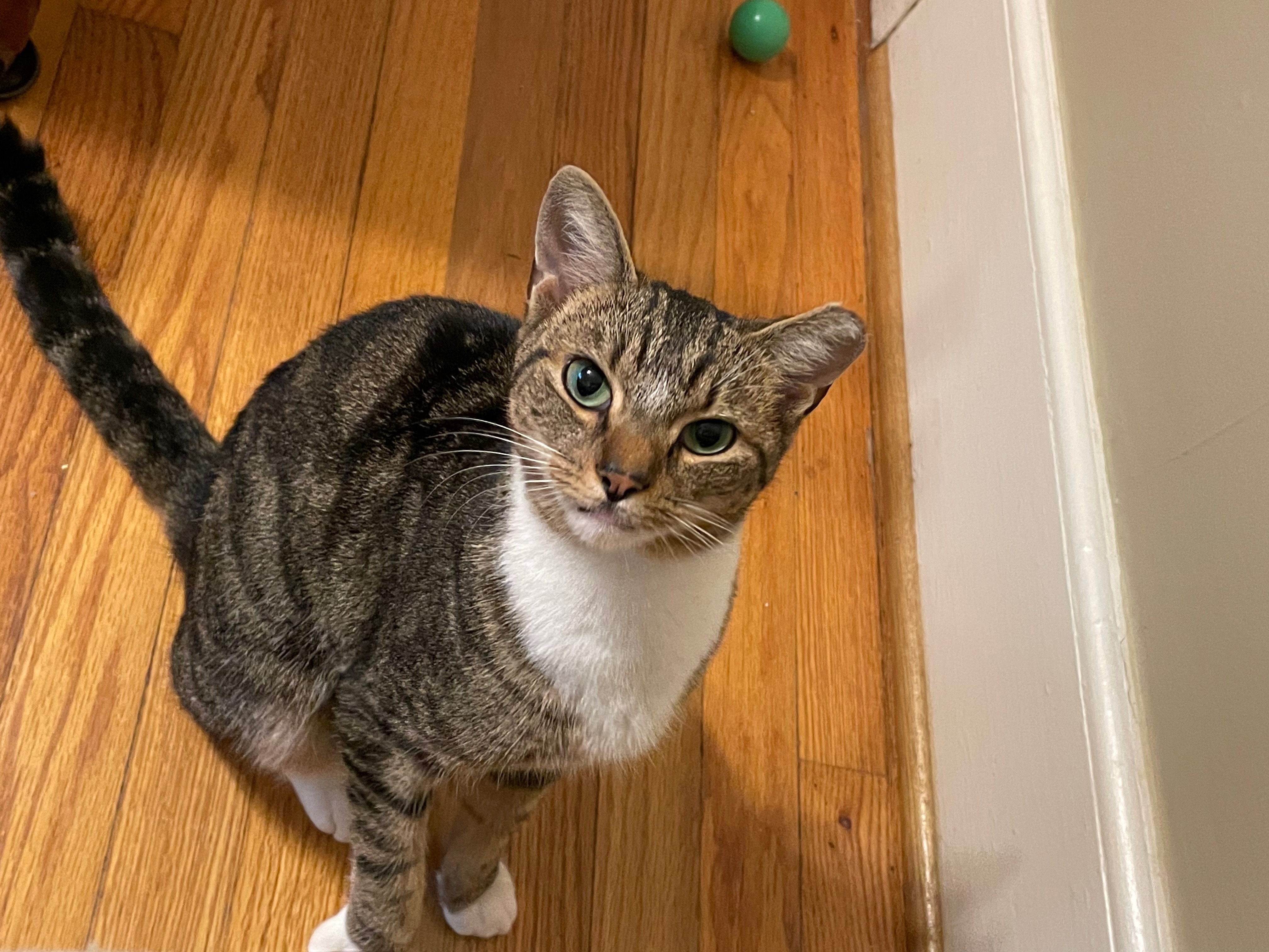 Enlarge Trixie, a Adopted Domestic Short Hair in Charlotte, NC image 2/3