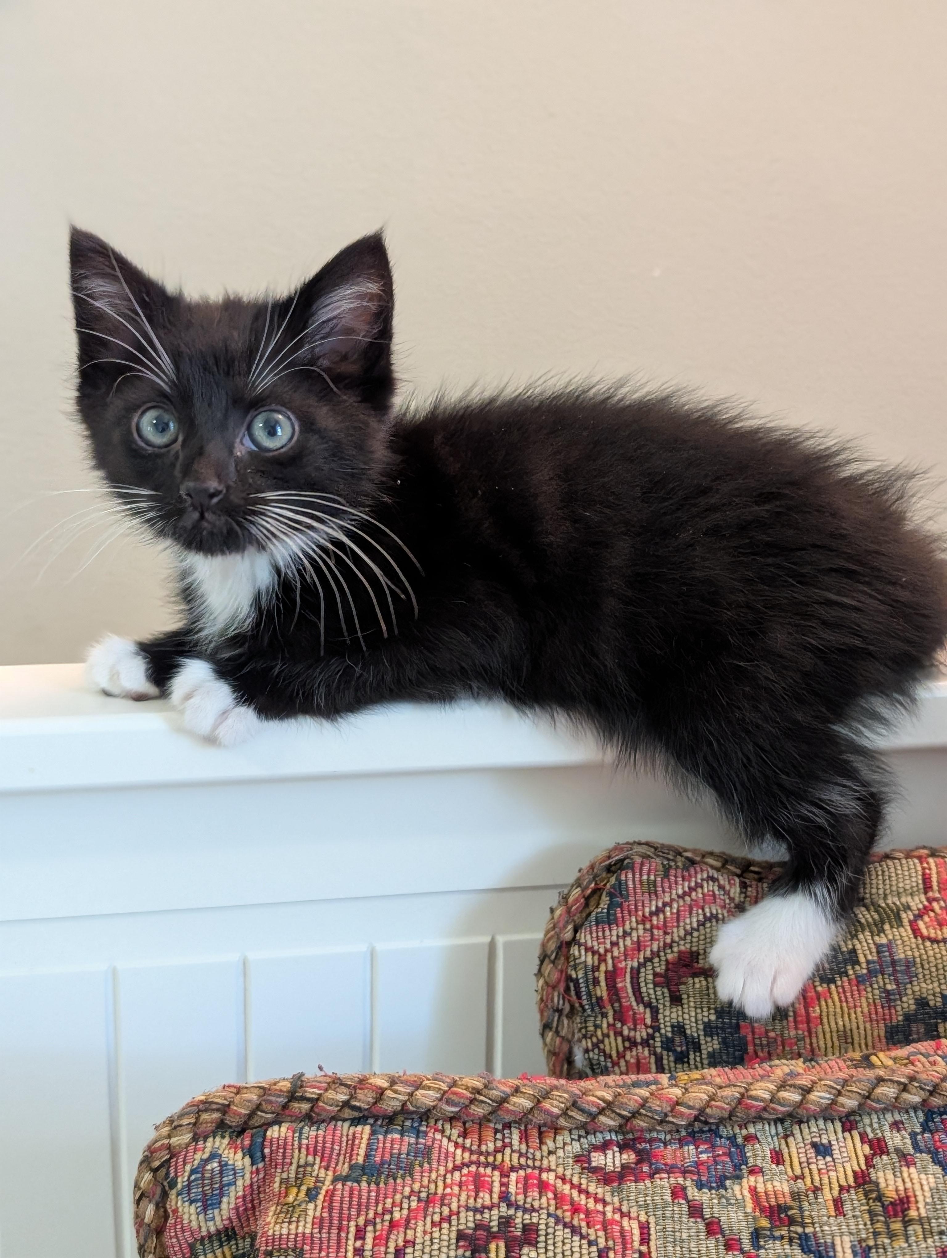 Eddie, Baby Male Domestic Short Hair