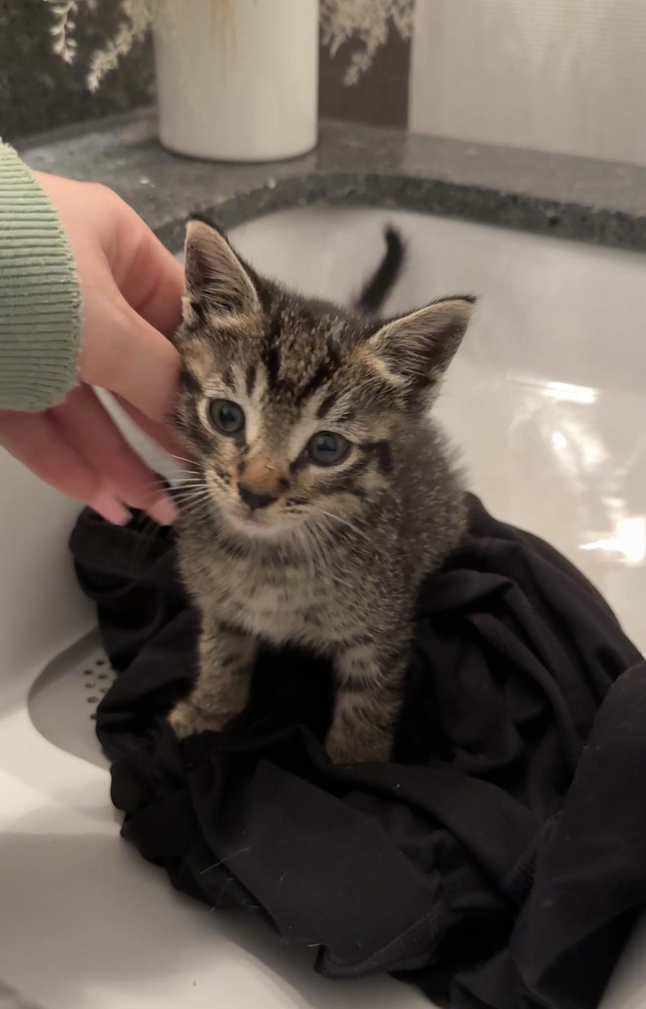 Enlarge Dumpling, an adopted Domestic Short Hair in San Diego, CA image 2/3