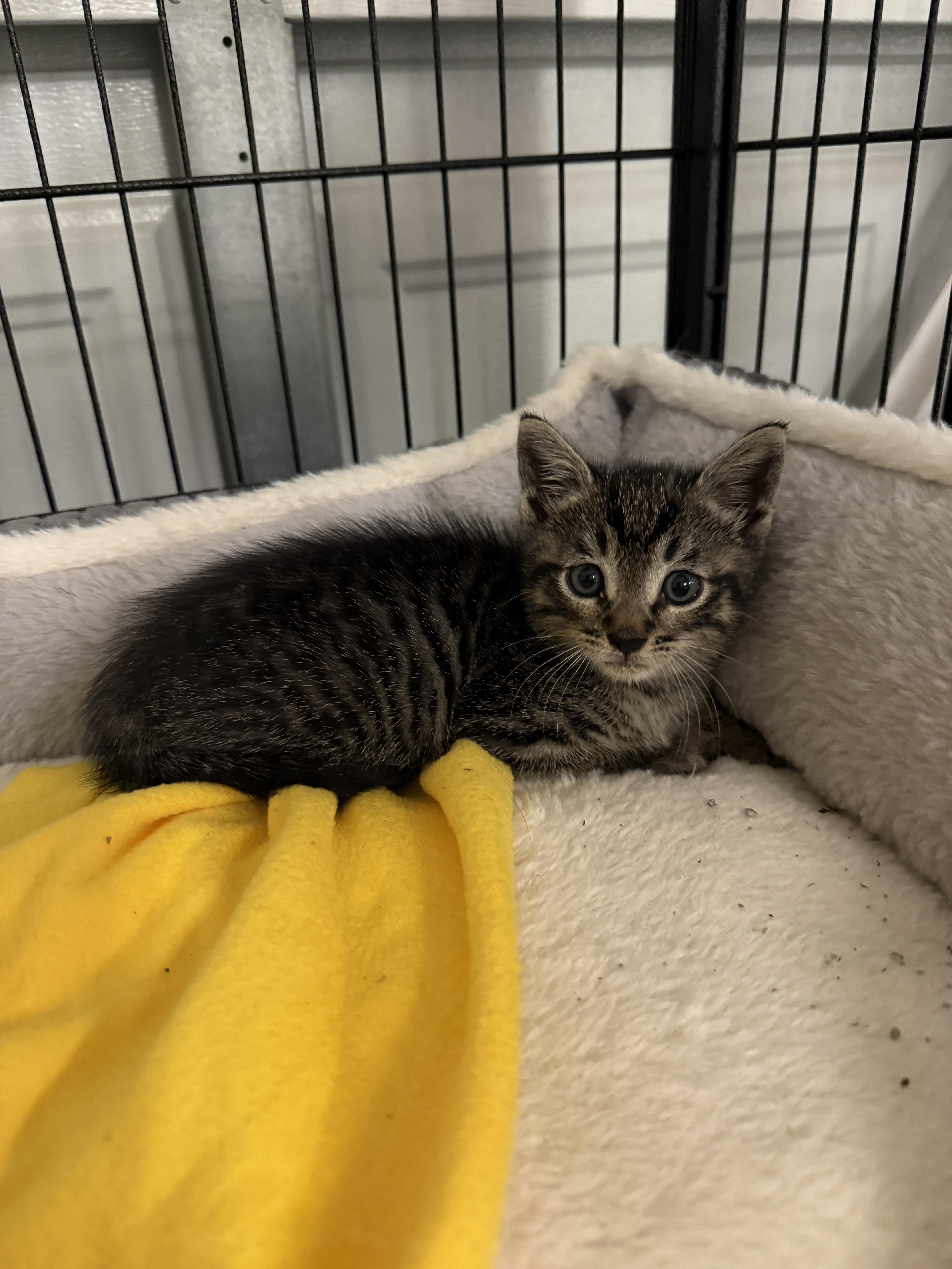 Enlarge Dumpling, an adopted Domestic Short Hair in San Diego, CA image 3/3