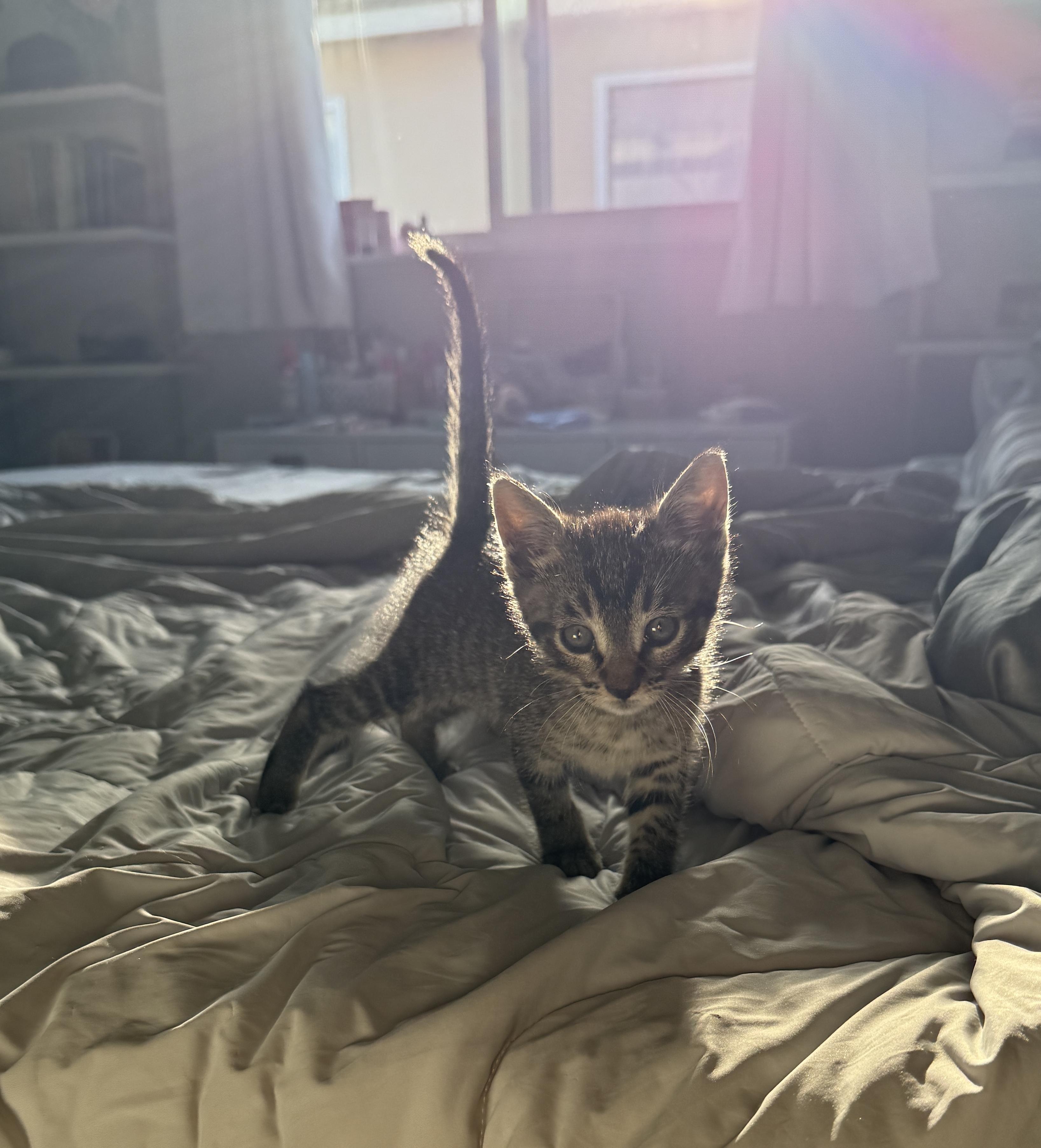 Enlarge Dumpling, an adopted Domestic Short Hair in San Diego, CA image 1/3