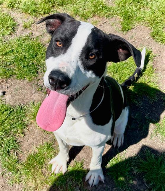 PAXON, Adoptable, Young Male Pit Bull Terrier & Mixed Breed.