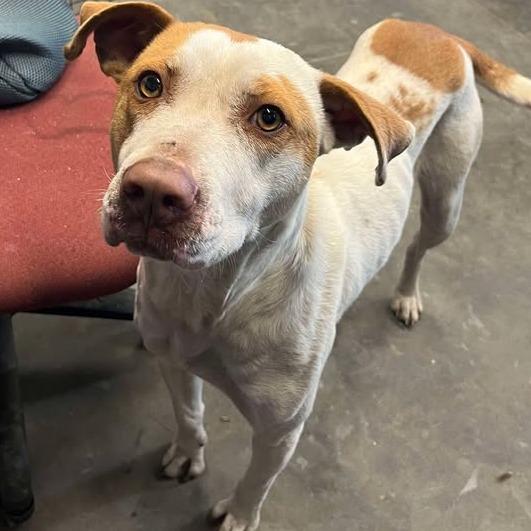 Riley, ADOPTABLE, Adult Female Mixed Breed.