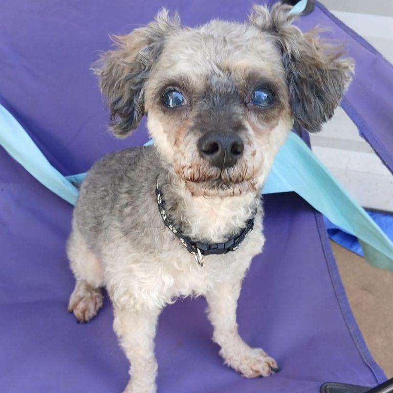 Marcus, a Adoptable Poodle in Greensboro, NC image 1/3
