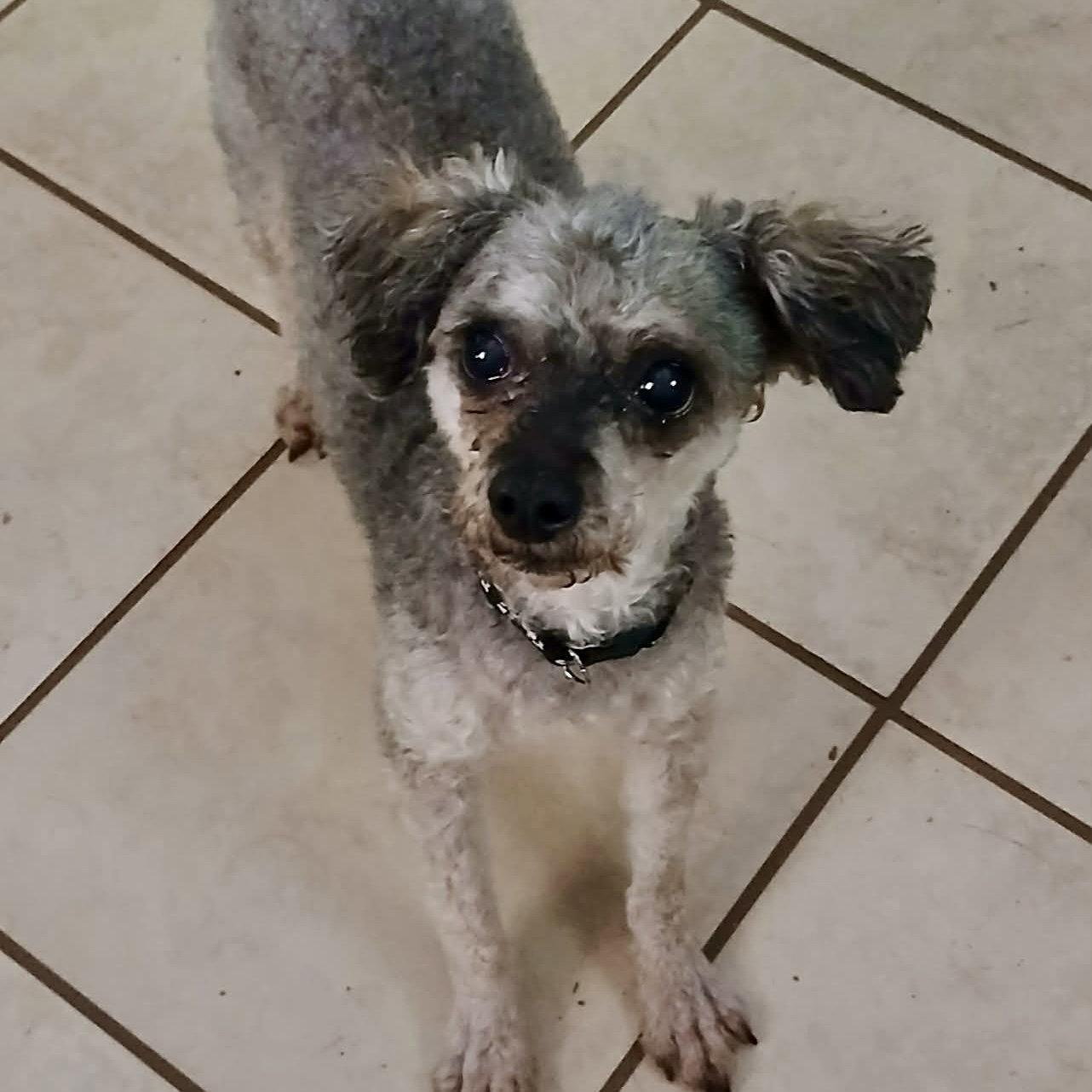 Marcus, a Adoptable Poodle in Greensboro, NC image 3/3